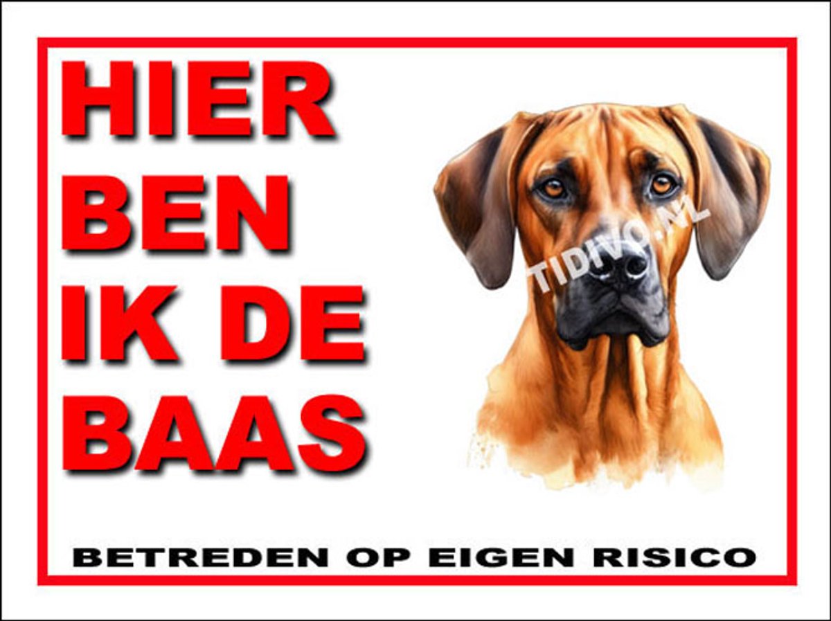 Rhodesian Ridgeback 2