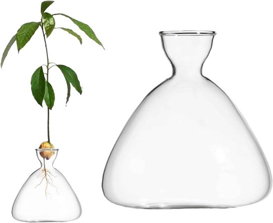 Avocado Zaad Starter Vaas Transparant Glas Vaas Voor Het Kweken Van