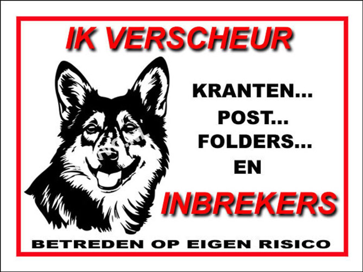 Swedish Vallhund 8