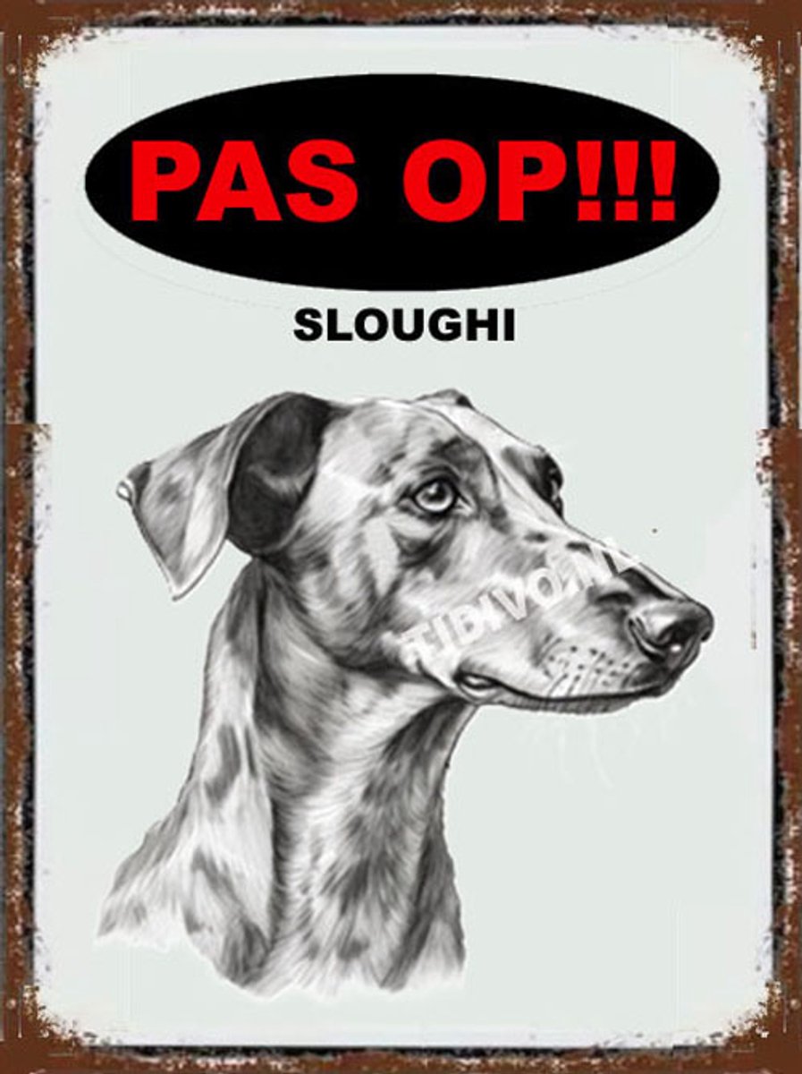 Sloughi 17