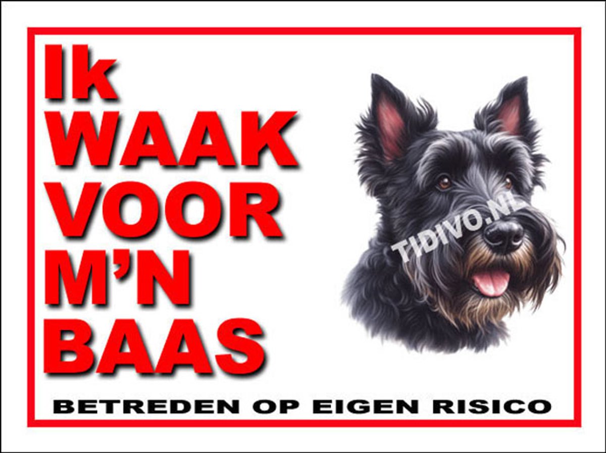 Schotsche Terrier 9