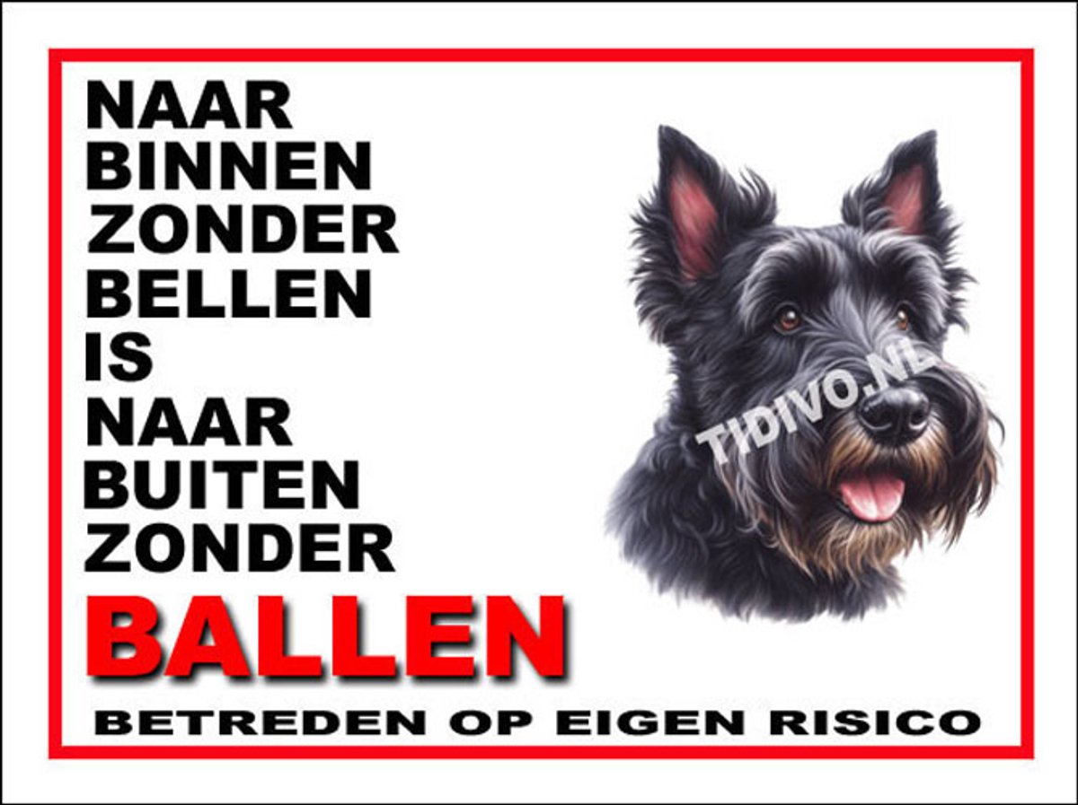 Schotsche Terrier 11