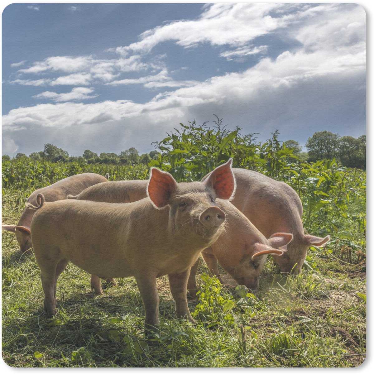 Muismat 30x30 cm - Mousepad Varkens - Gras - Wolken - Muismatten