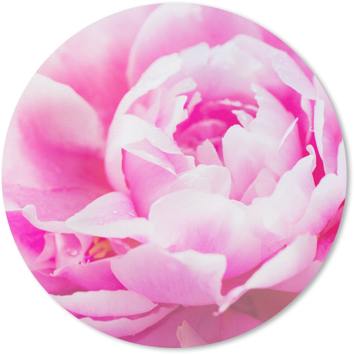 Muismat rond 30x30 cm - Mousepad Close-up van een roze pioenroos met bladeren - Ronde muismatten