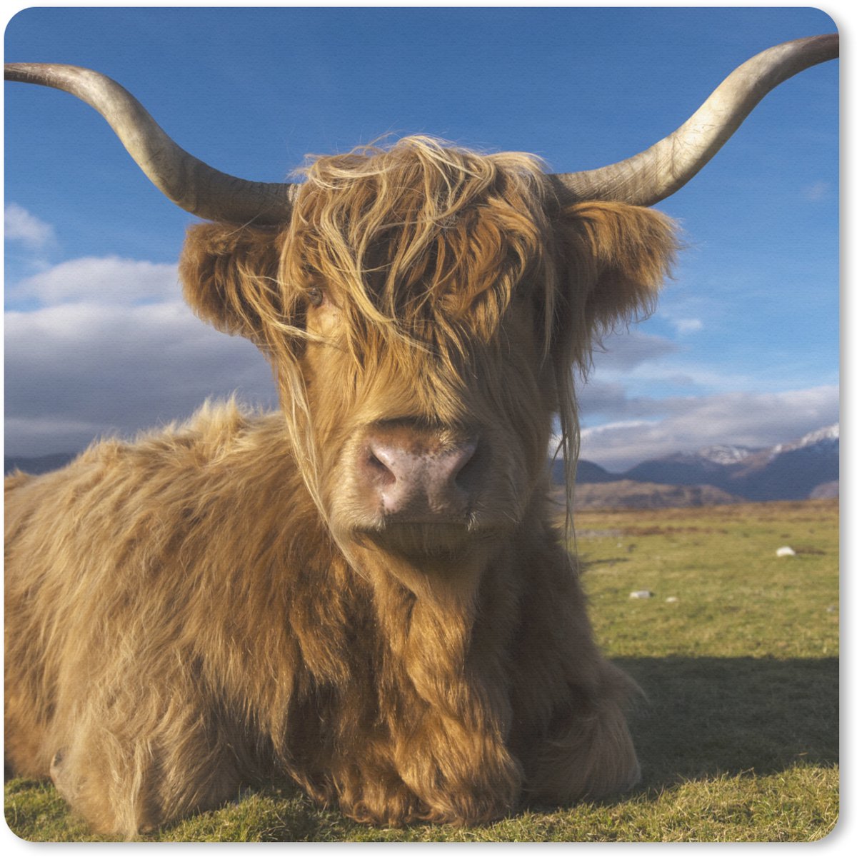 Muismat 20x20 cm - Mousepad Schotse Hooglander - Dieren - Gras - Muismatten