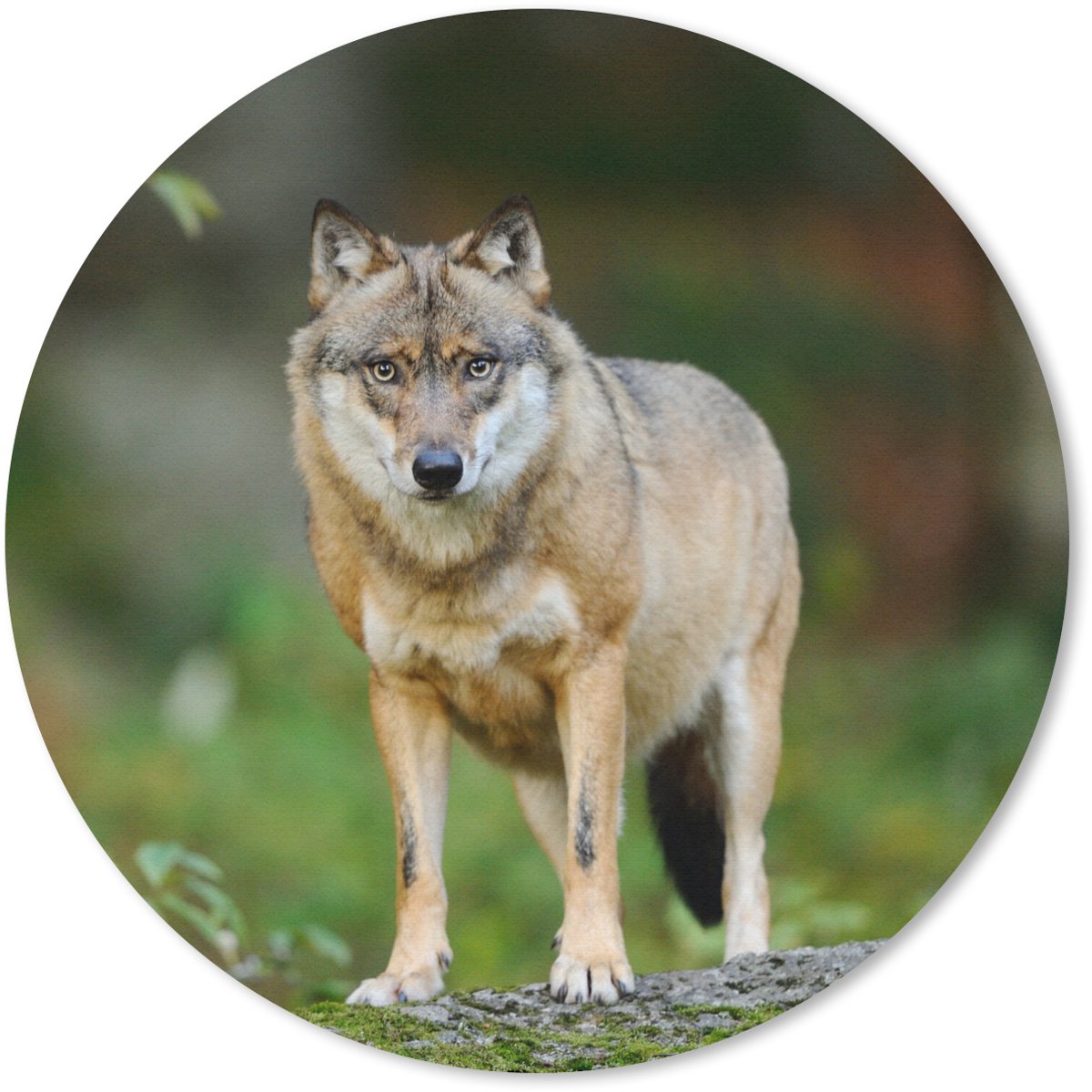 Muismat rond 40x40 cm - Mousepad Wolf - Azië - Planten - Ronde muismatten