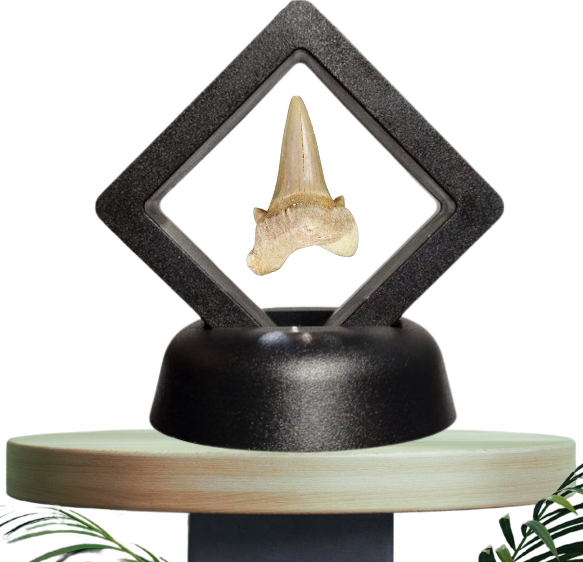GreatGift - Originele Otodus Haaientand Fossiel (3-5 cm) in Luxe Zwevende Display – Inclusief Info Kaartje – Prehistorisch Cadeau