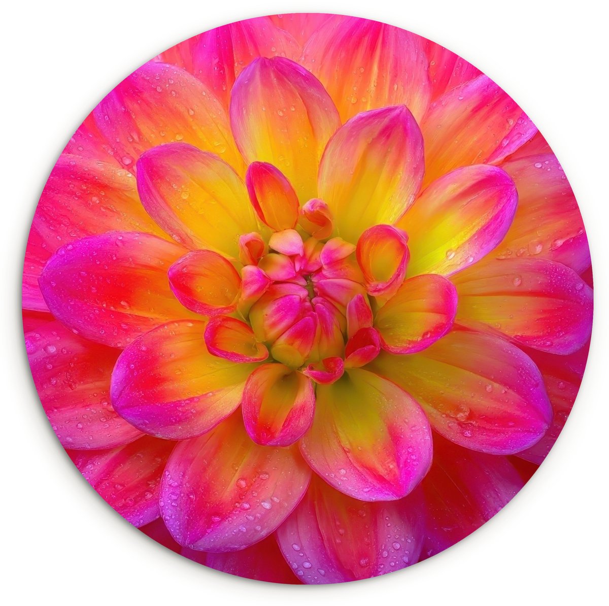WallCircle Wandcirkel 150x150 cm - Muurcirkel Roze - Dahlia - Kleurrijk - Muurdecoratie woonkamer - Wanddecoratie slaapkamer - Kamer decoratie accessoires - Ronde schilderijen