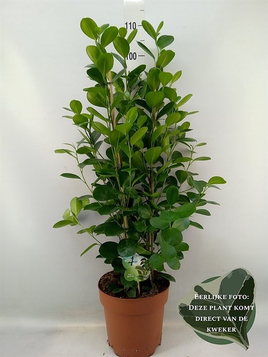 Ficus microcarpa 'Moclame' - Hoogte 100cm - Potmaat 24cm - Luchtzuiverende Kamerplant - Plant binnen