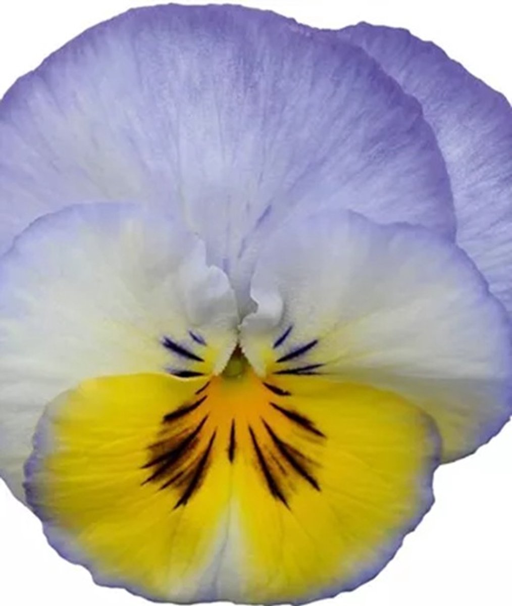 Viola x Wittrockiana Volante® F1 Morpho Impr.