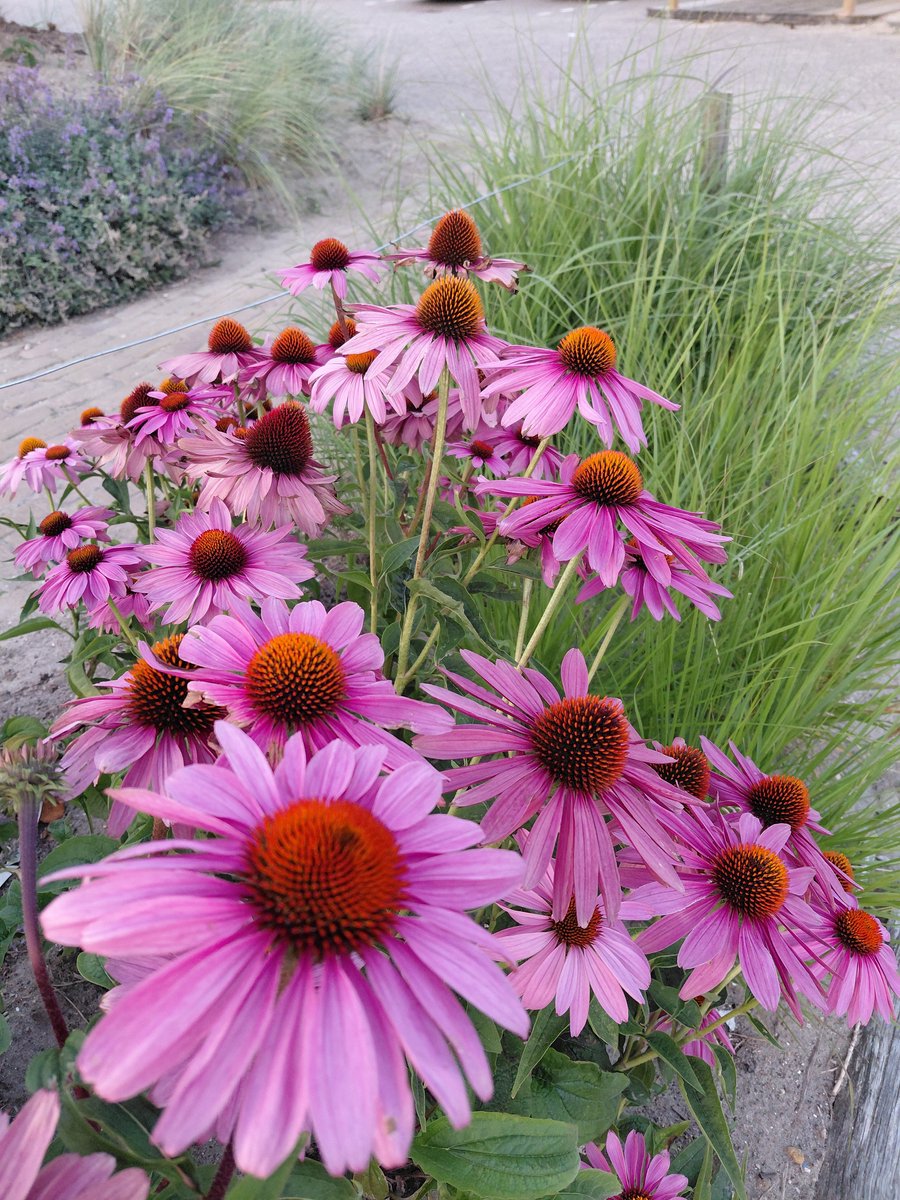 6 stuks Echinacea purpurea – Zonnehoed met paarse bloem - P9 pot (9X9)