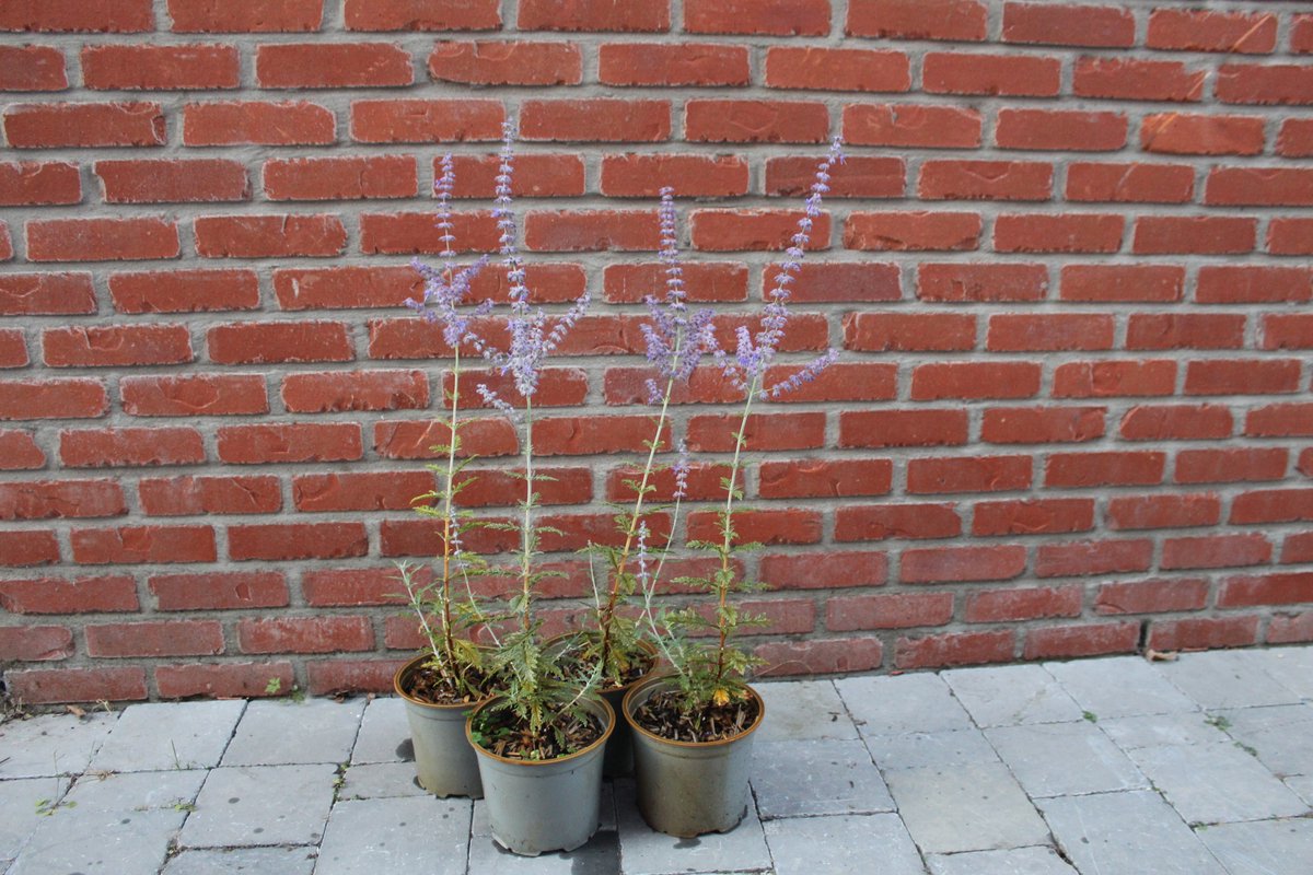 3 stuks - Perovskia atriplicifolia 'Blue Spire' – Reuzenlavendel - 30-40 cm hoog