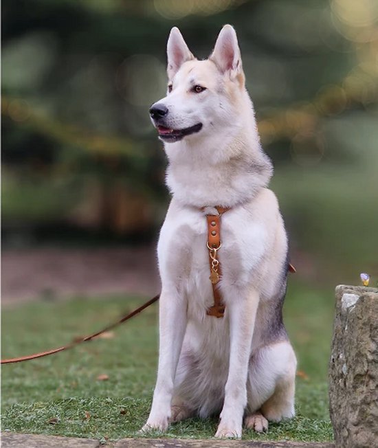 Wolfsgrijze hond zittend op gras, met een bruin leren Y-tuigje.