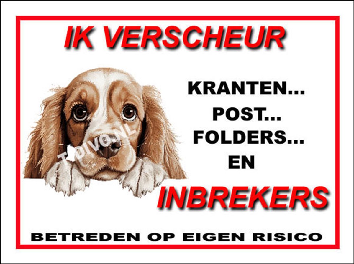 Amerikaanse Cocker Spaniel 8