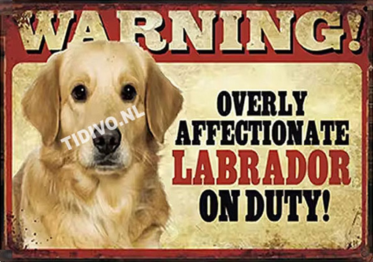Labrador Retriever 22