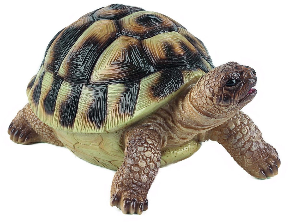Baby Galapagos schildpad