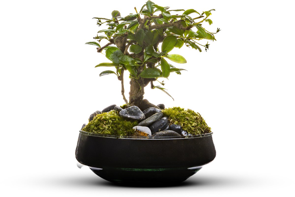 The Green Bottle Garden - Iris Bonsai - Terrarium - bonsai - kant en klaar-