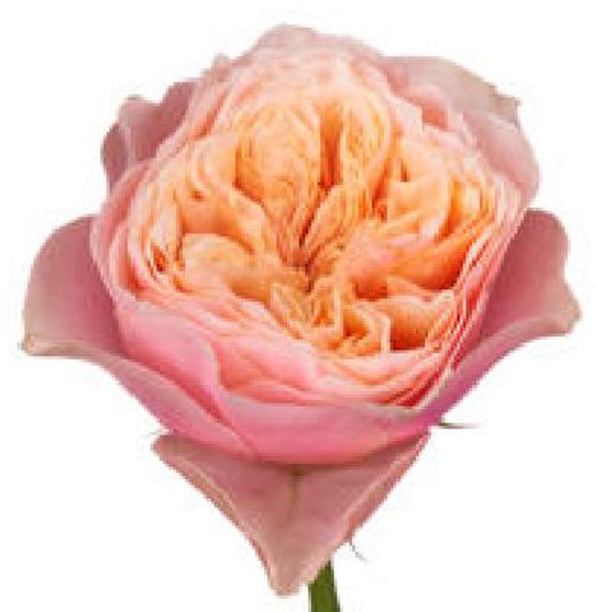 10x Rosa vuvuzela 60cm