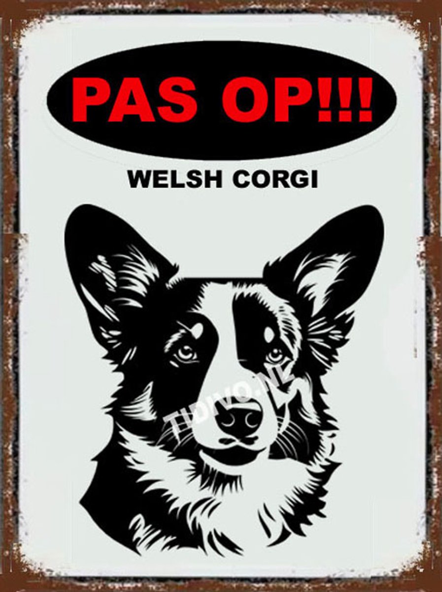Welsh Corgi 17