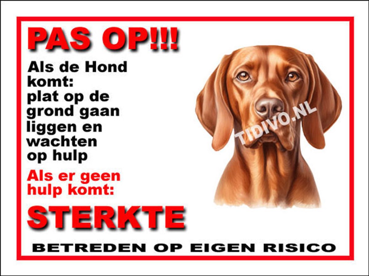 Vizsla 12