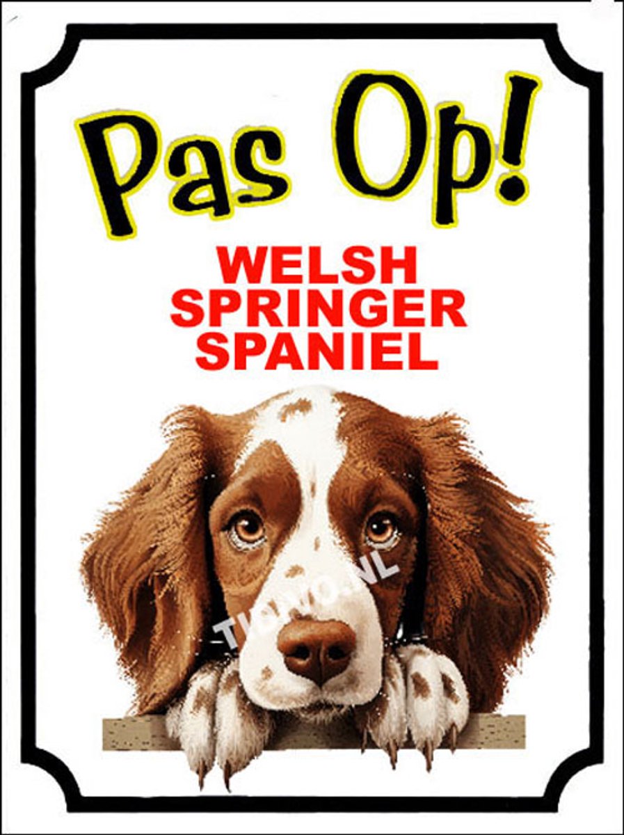 Welsh Springer Spaniel 16