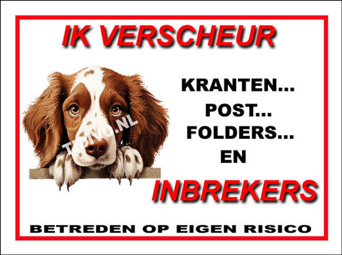 Welsh Springer Spaniel 8