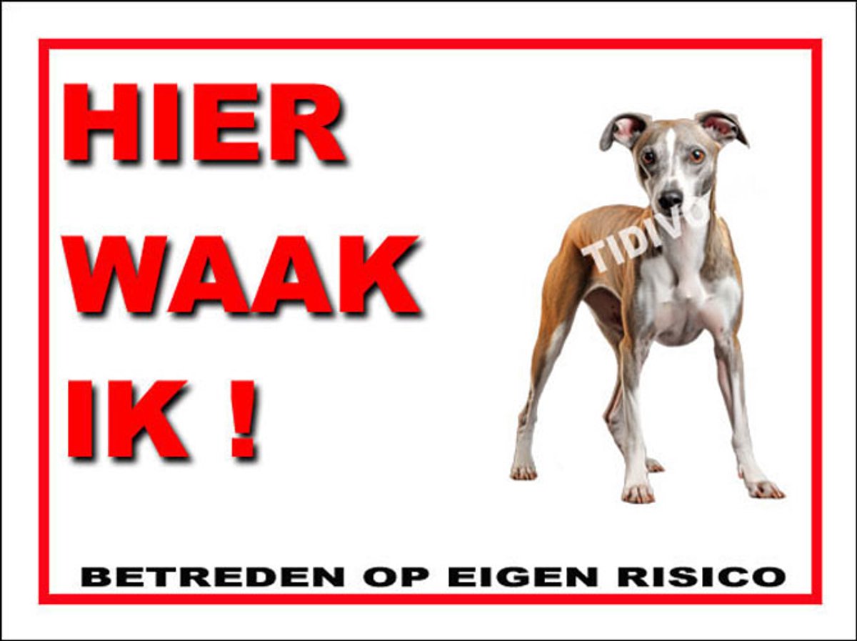 Whippet 3