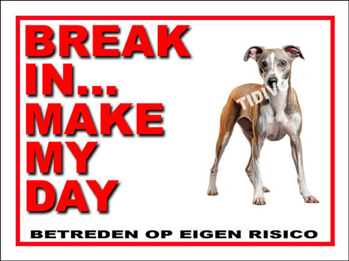 Whippet 1