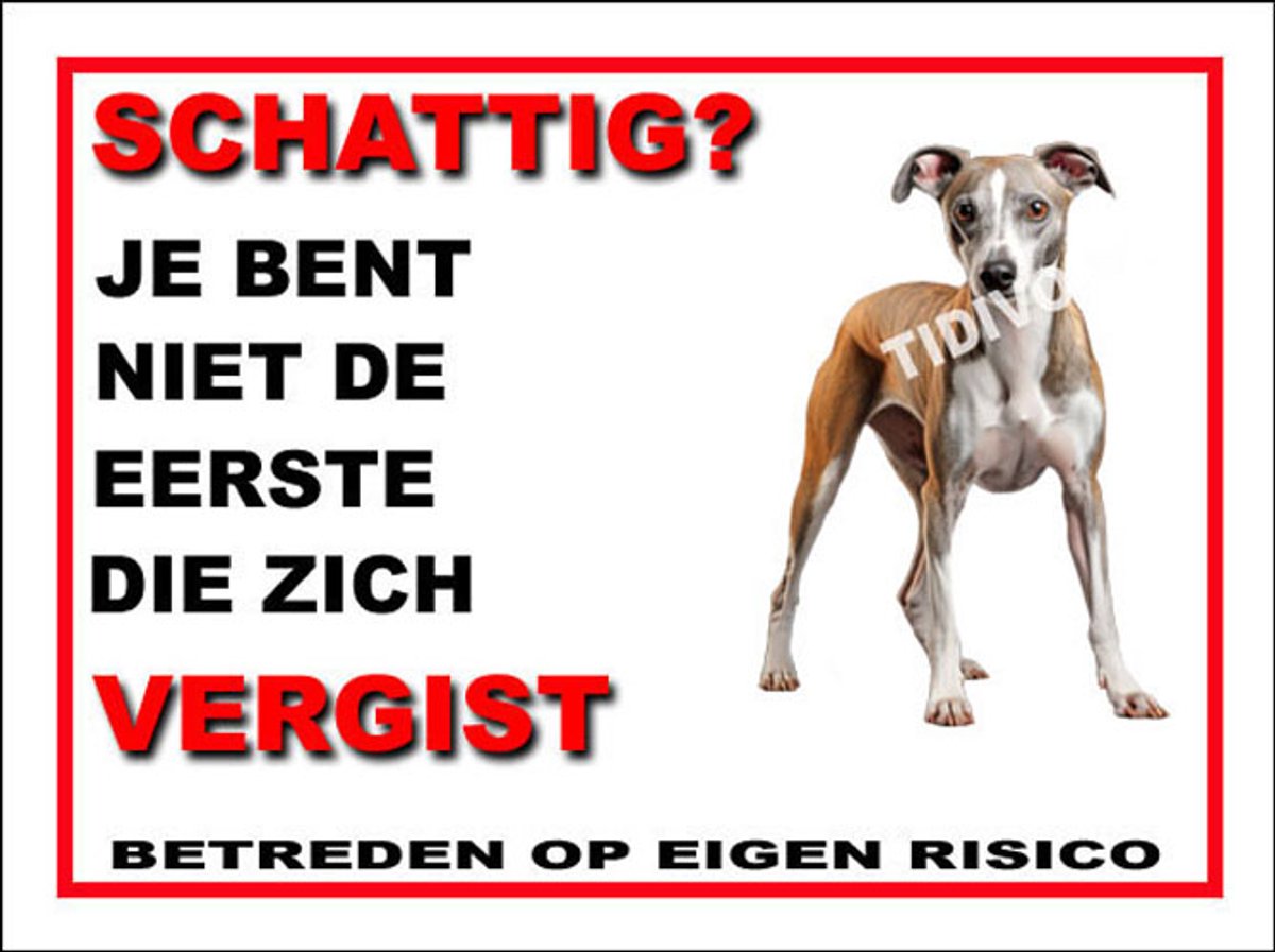 Whippet 14