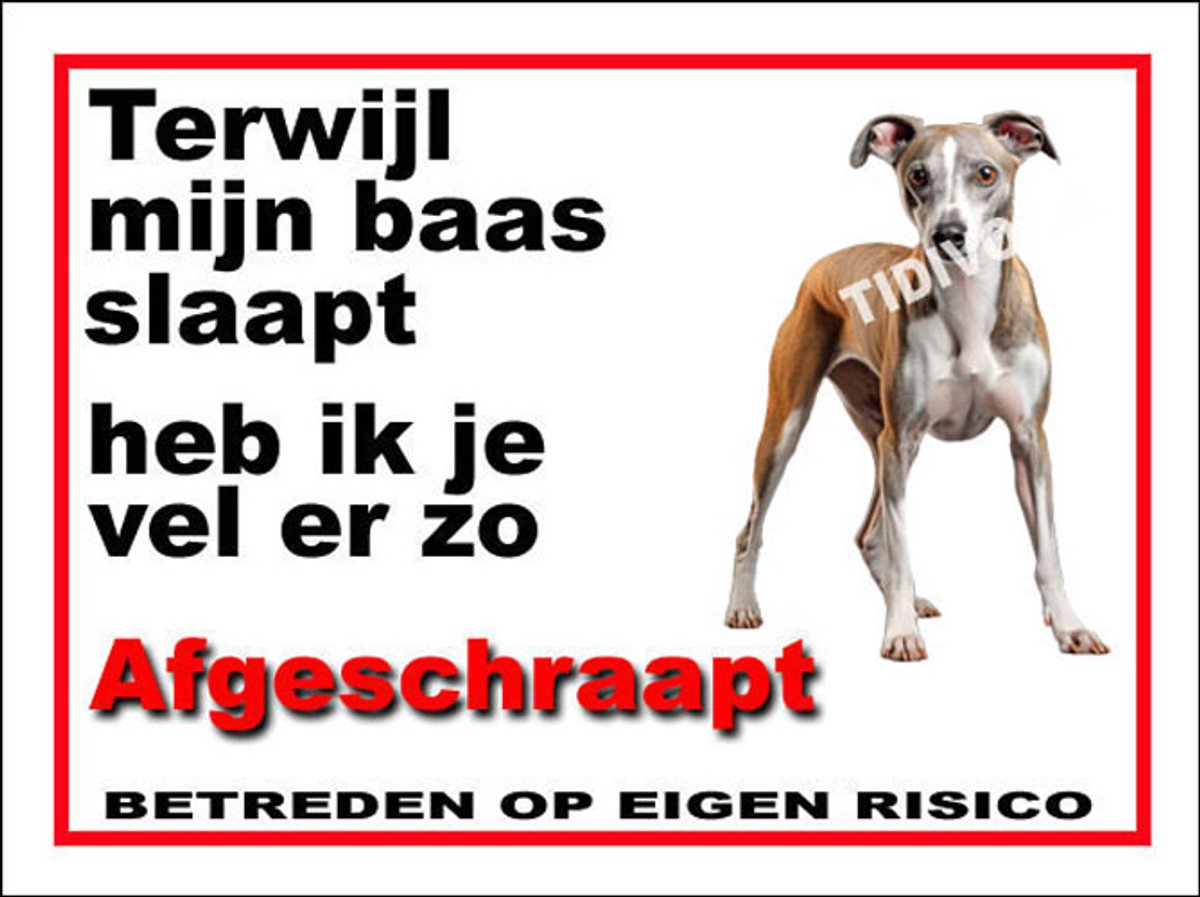 Whippet 15