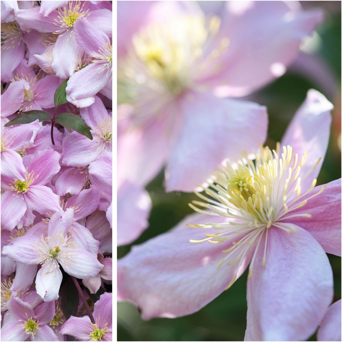 Bergbosrank 'Rubens' (Clematis montana var. rubens) - Clematis montana Rubens - Bosrank - Vaste planten - Bijen-Vlinders - Klimplant