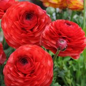 Aziatische ranonkel (Ranunculus Asiaticus) - Ranonkel Rood - Ranunculus dubbel - Bijen-Vlinders - Snijbloemen - (Ook)-Voor in huis - Zomerbollen