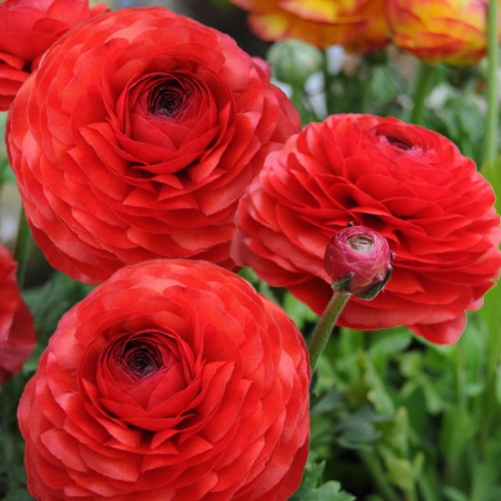 Drie rode ranonkels, twee met volle bloemen, één met een knop. Groene bladeren op de achtergrond.