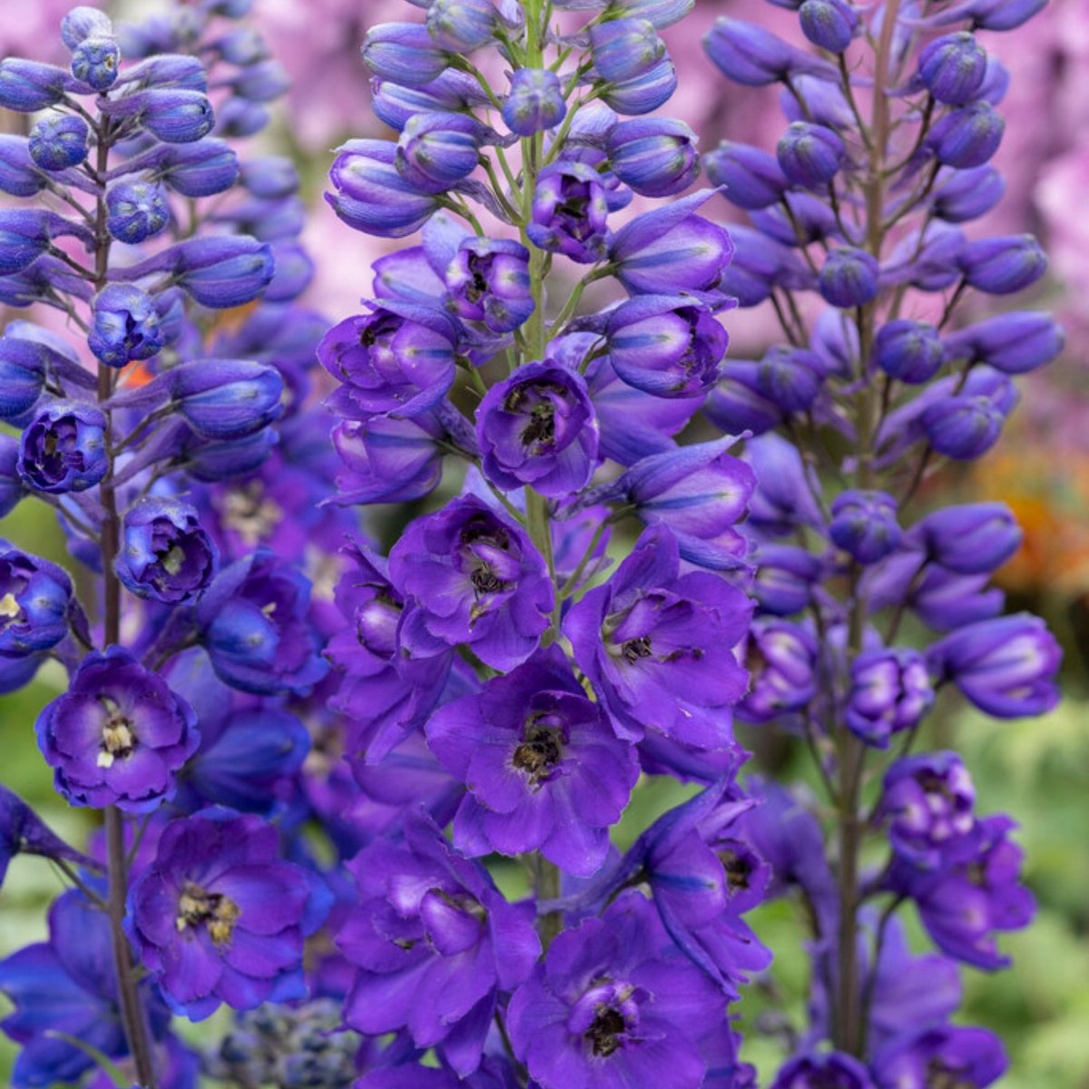 Ridderspoor (Delphinium) - - (P) Black Knight (Driepack) - Vaste planten - Bijen-Vlinders - Snijbloemen - Zomerbollen - Voorjaarsbollen