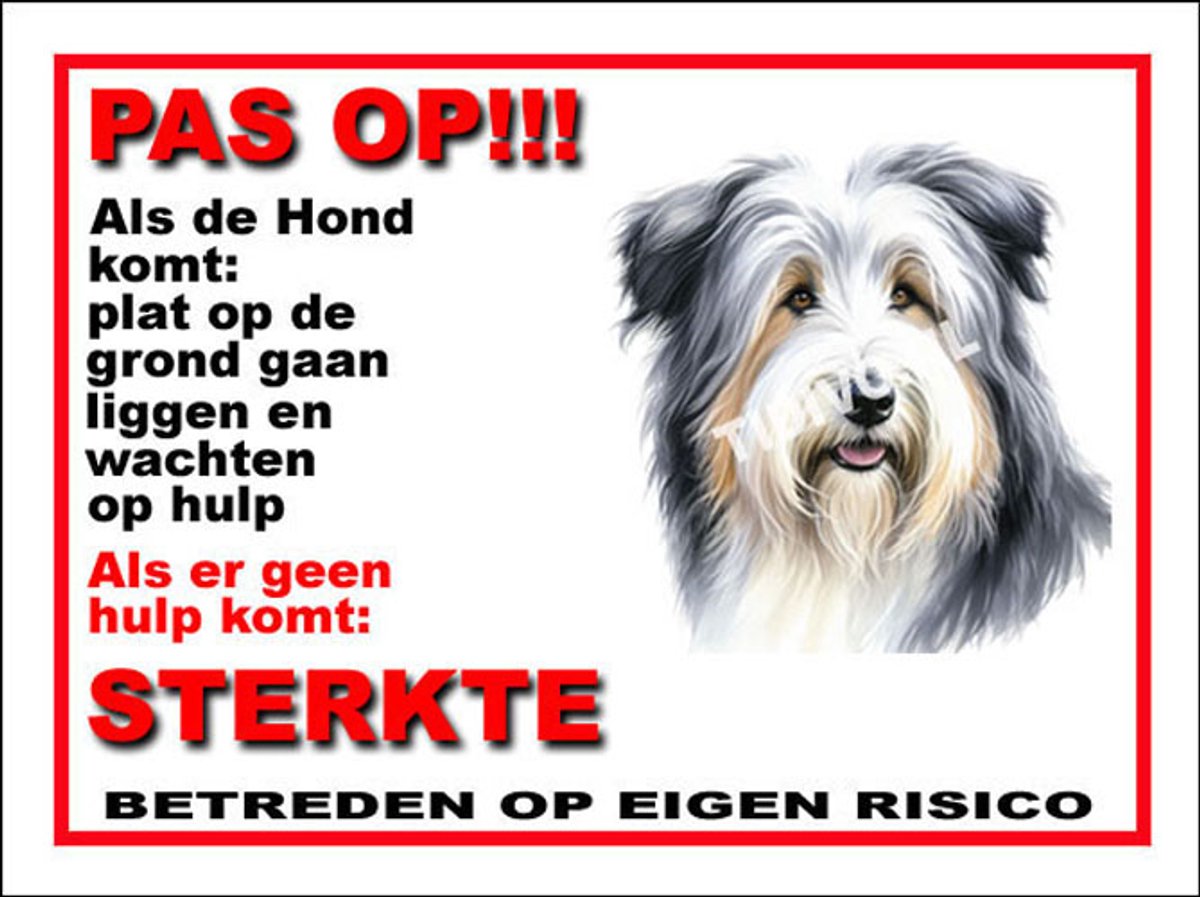 Bearded Collie 12