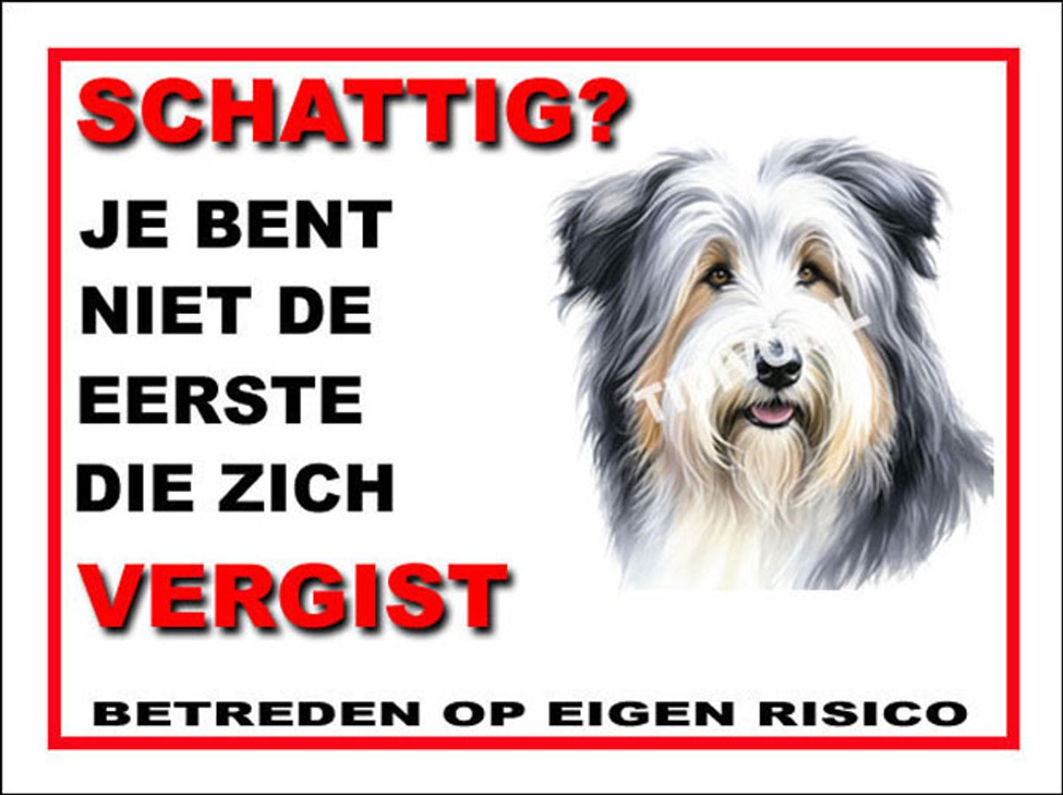 Bearded Collie 14