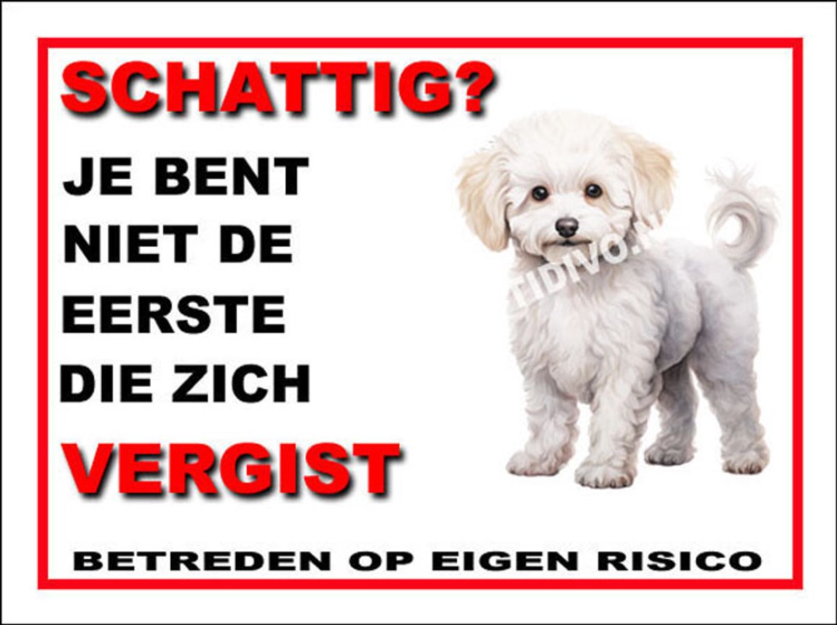 Bichon frisé 14