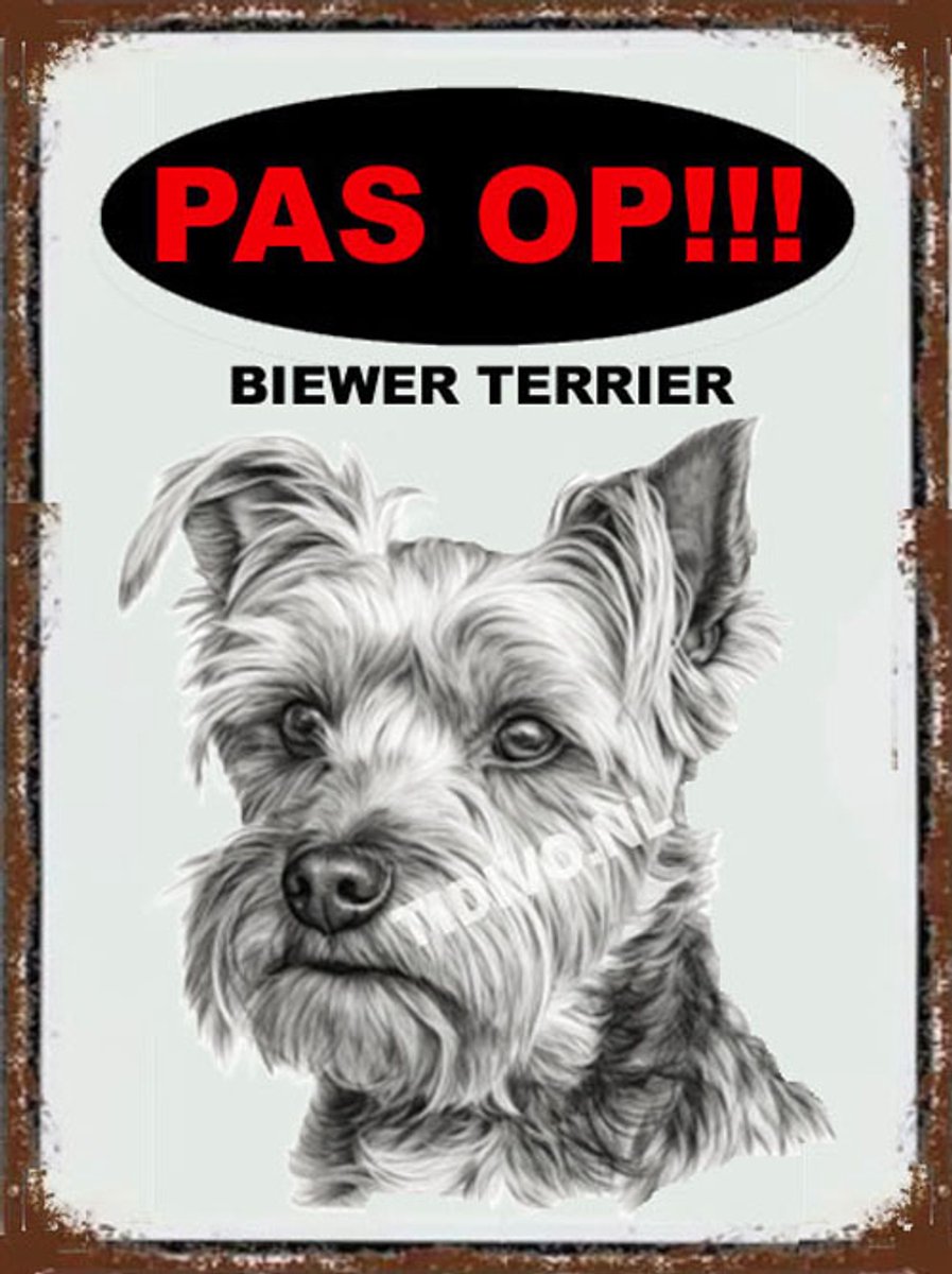 Biewer Terrier 17