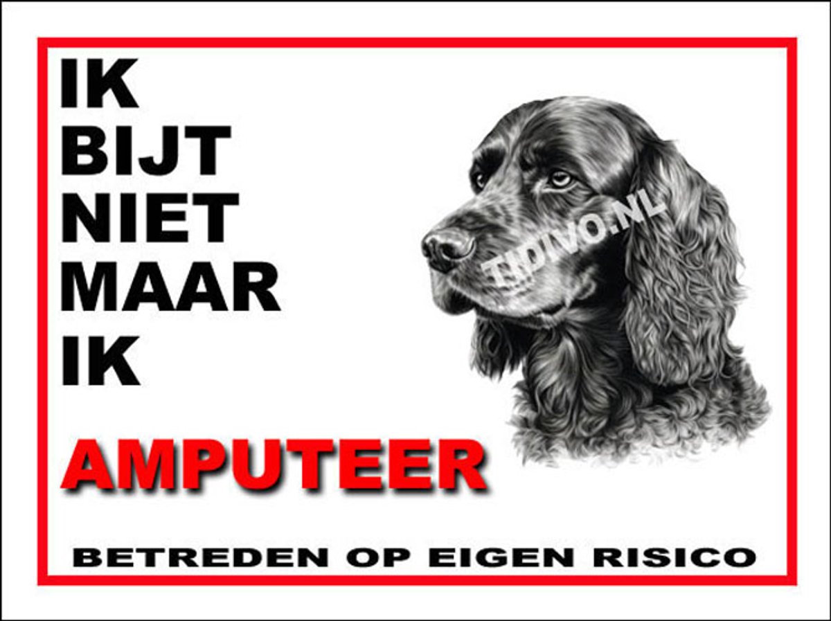 Engelse Cocker Spaniel 5