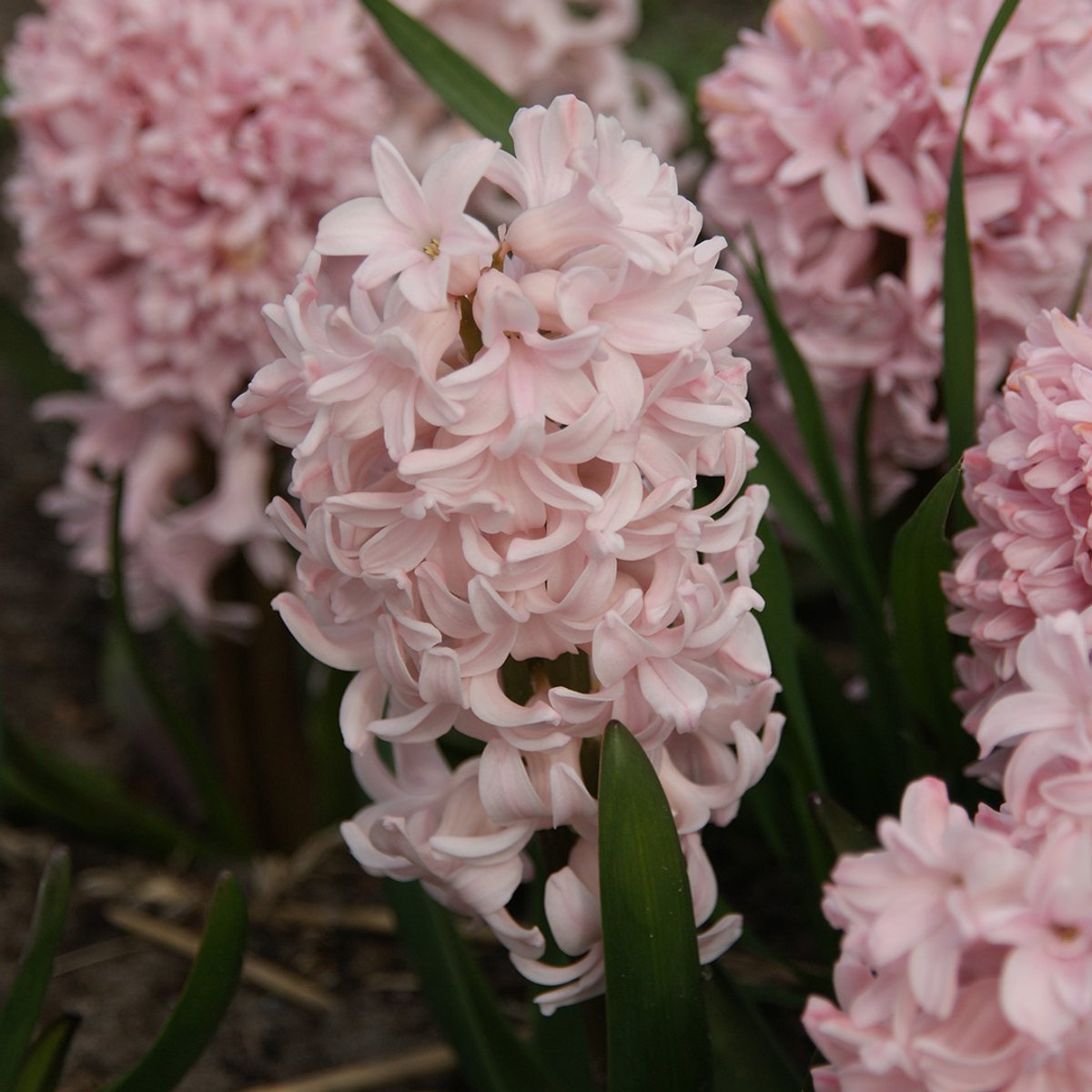 Hyacint apricot passion | 5 stuks | Roze | Hyacintenbollen