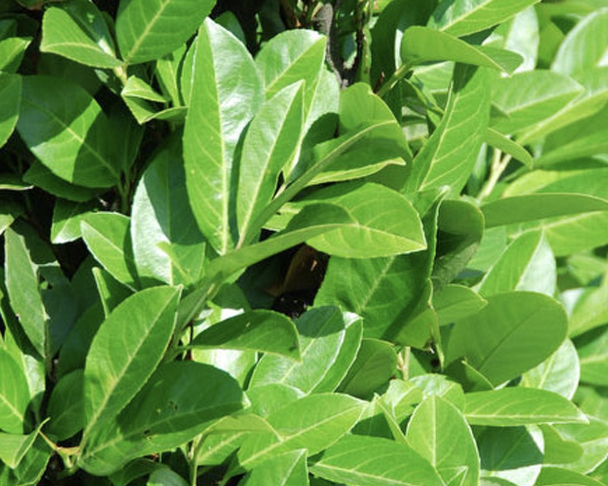 Plants Online - Haagplanten - Heesters - Laurier 'Rotundifolia' - Pot 60-80 cm - set van 10 - Grootbladig - Snelle groeier - Snel zichtdicht - Wintergroen