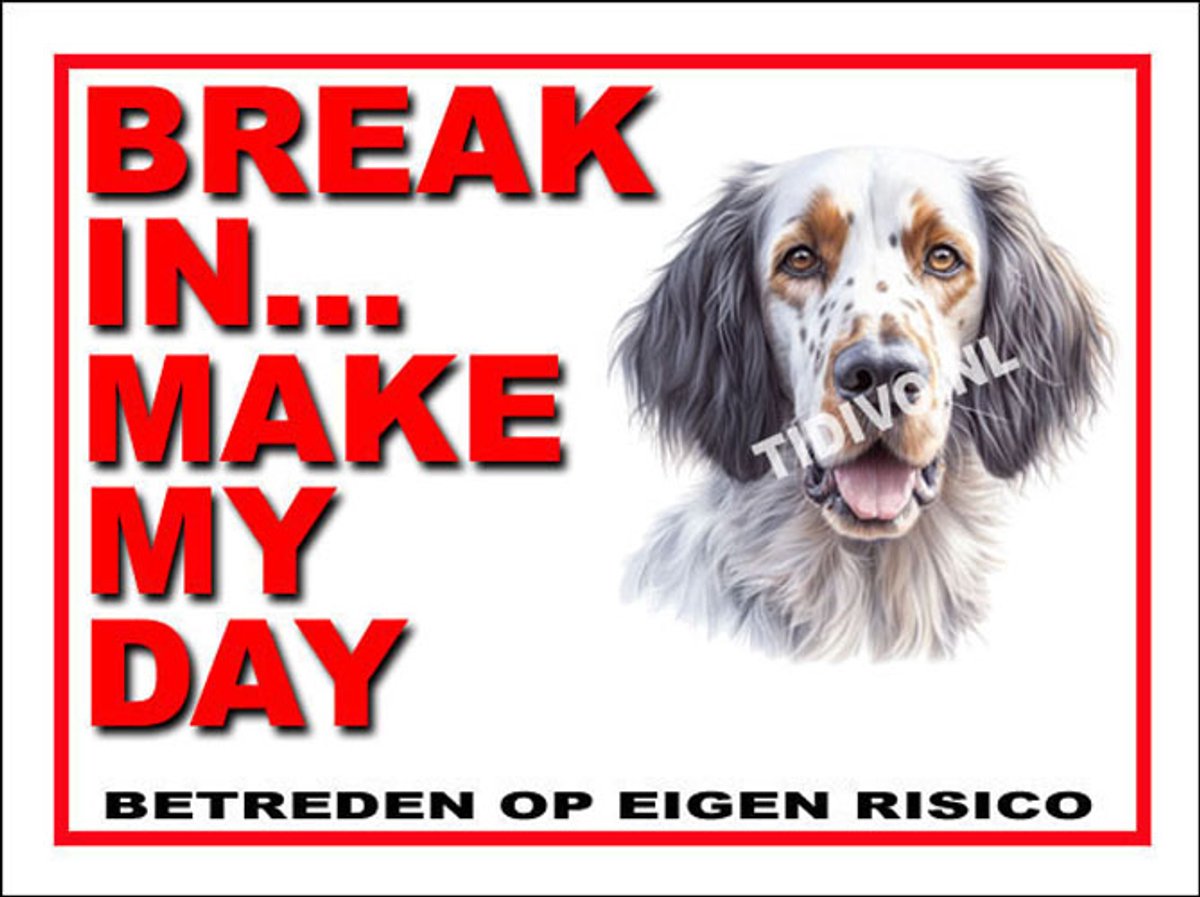 Engelse Setter 1