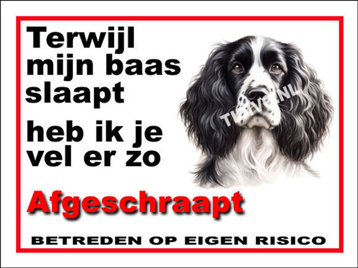 Engelse Springer Spaniel 15