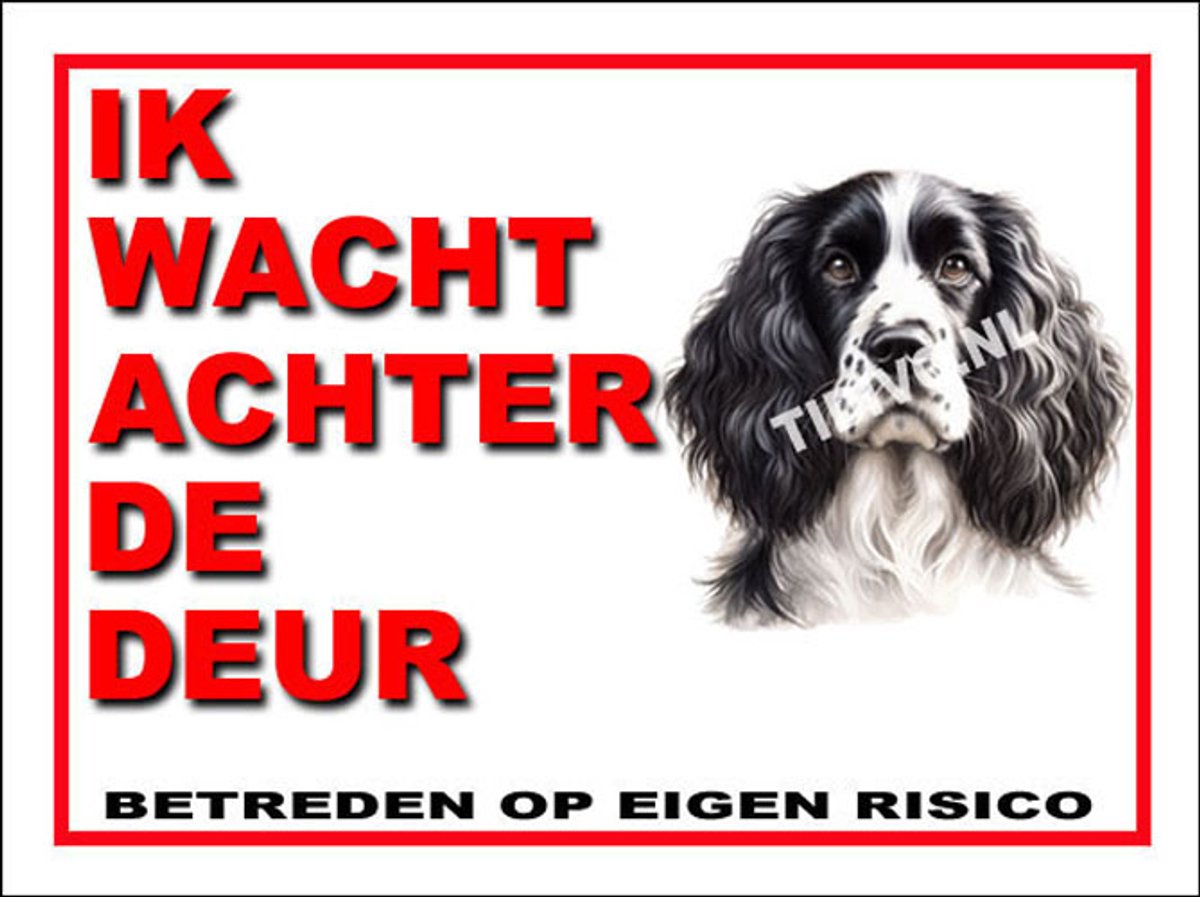 Engelse Springer Spaniel 10