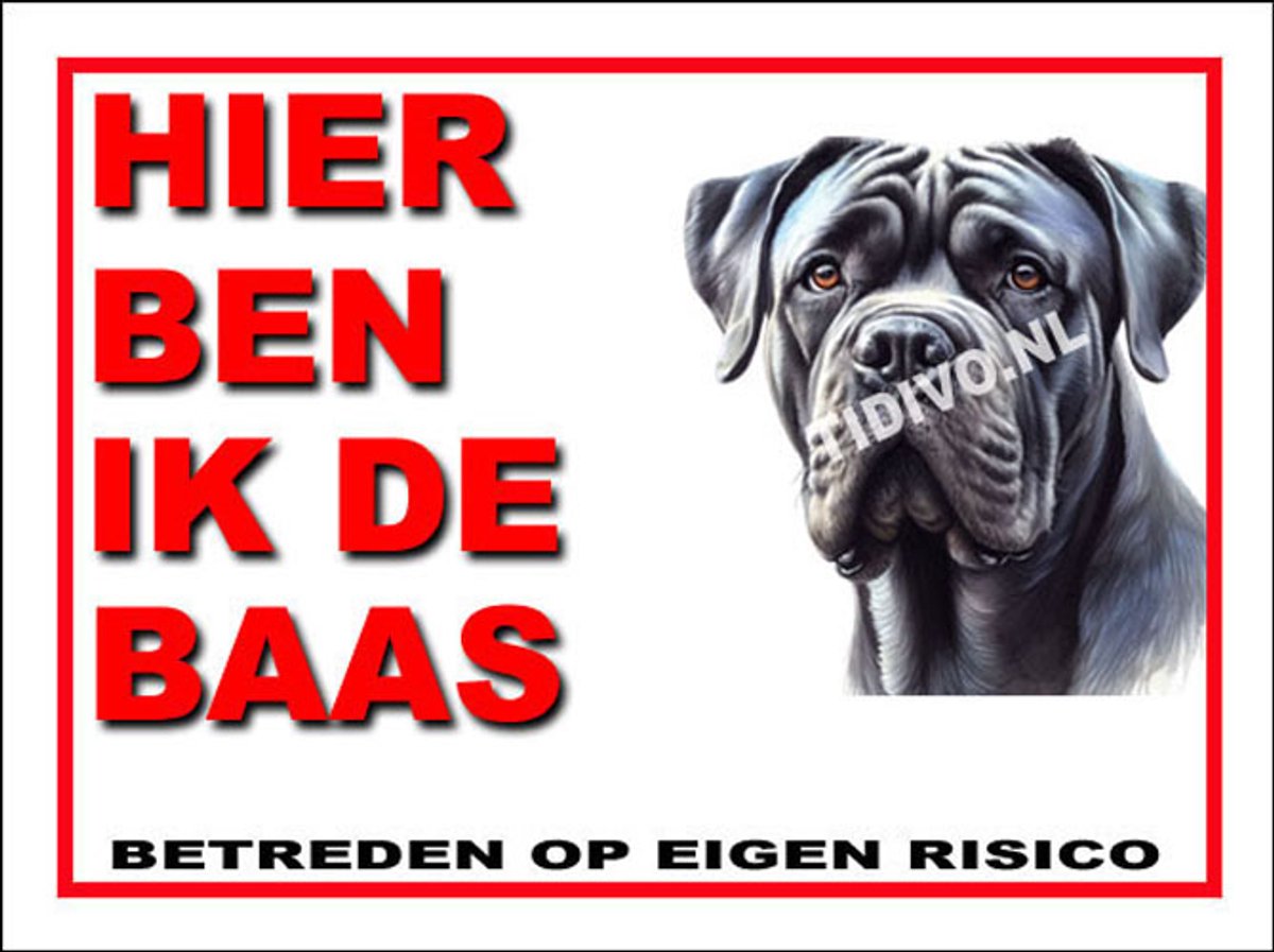 Cane Corso 2