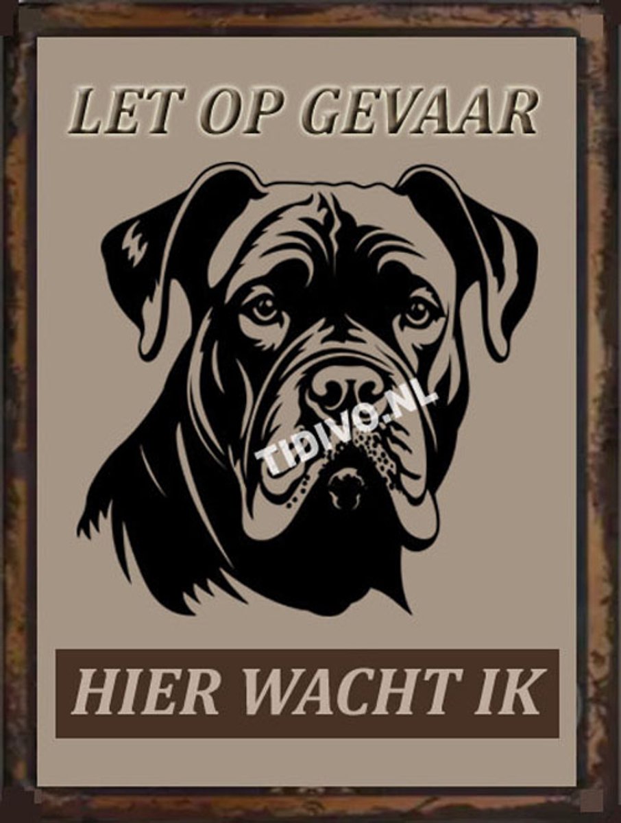 Cane Corso 18