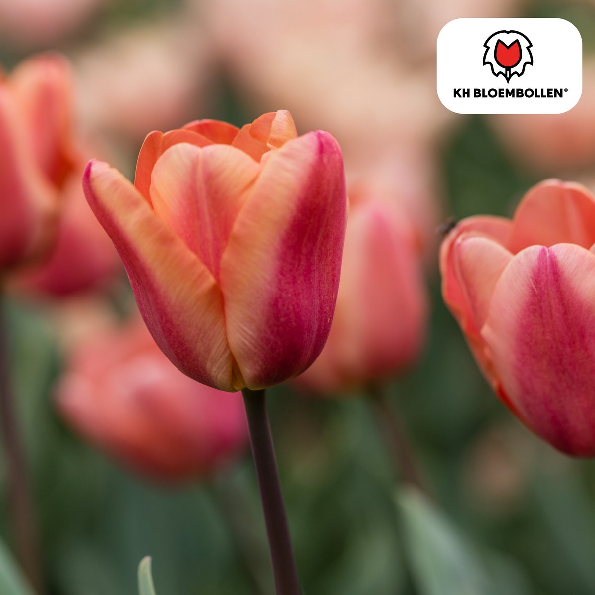 Tuinplantenshop.com | Tulpenbollen 'Apricot Foxx' | 20 Stuks | Zalmroze Tulp - Ø5cm - 30-50cm hoog - Bloembol - Tuinplant