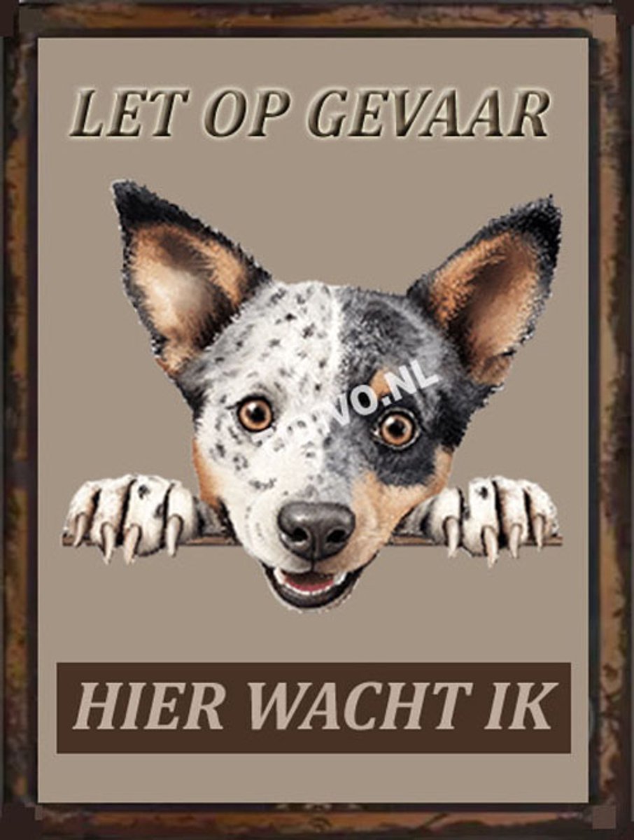 Australian Stumpy Tail Cattle Dog 18