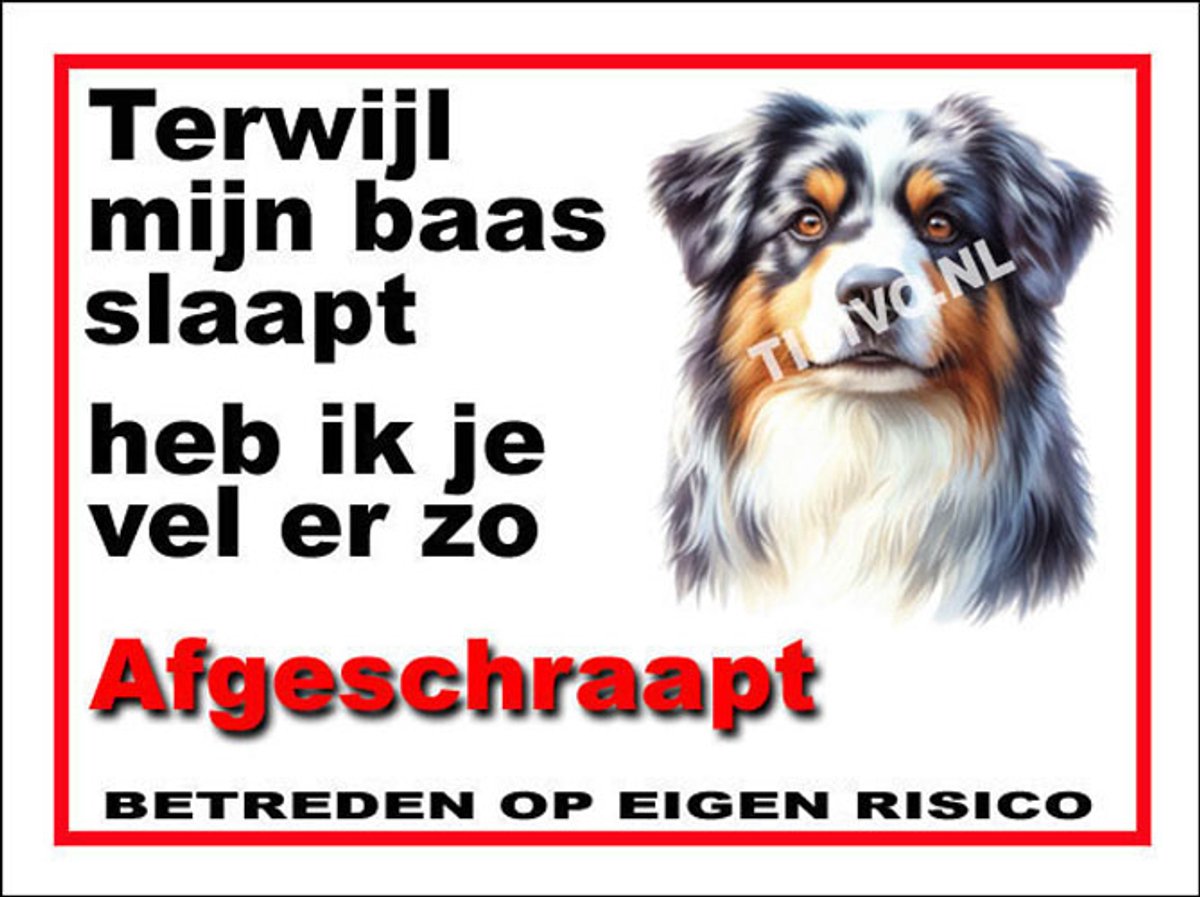 Australian Shepherd 15