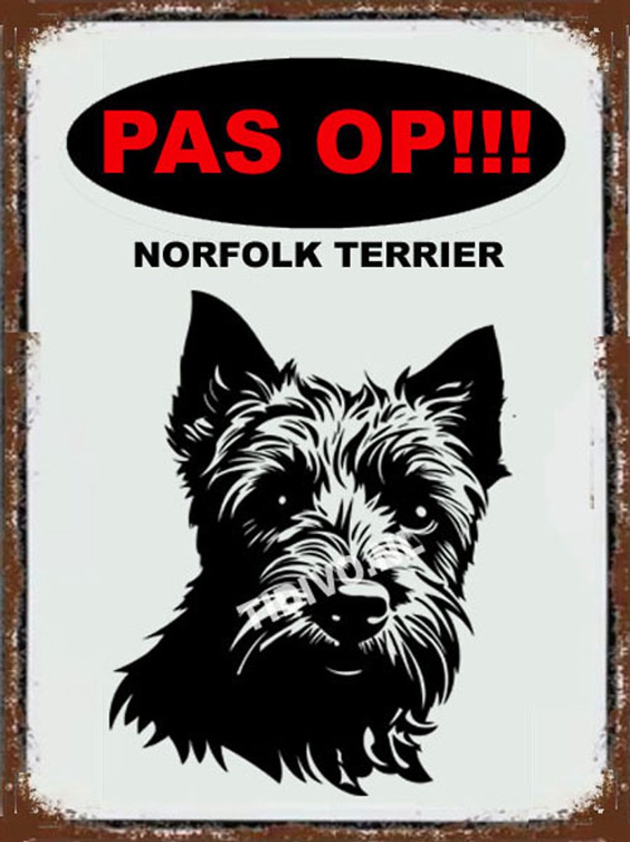 Norfolk Terrier 17